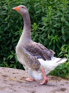 Bird feather greylag goose photo