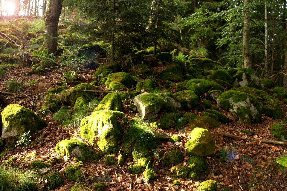 Nature trees plant