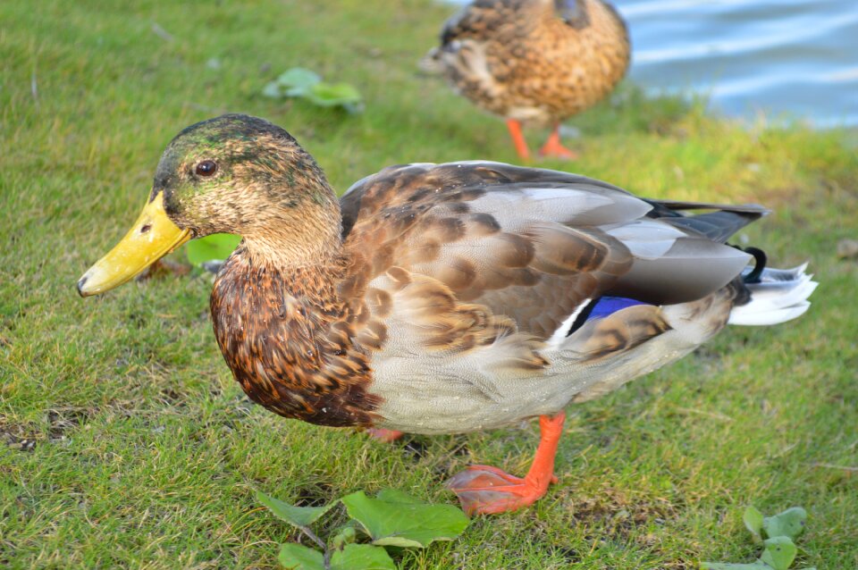 Bird animal duck on meadow