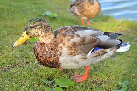 Bird animal duck on meadow