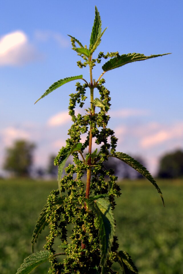 Plant herbs flower