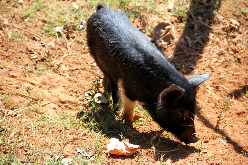 Black livestock farm