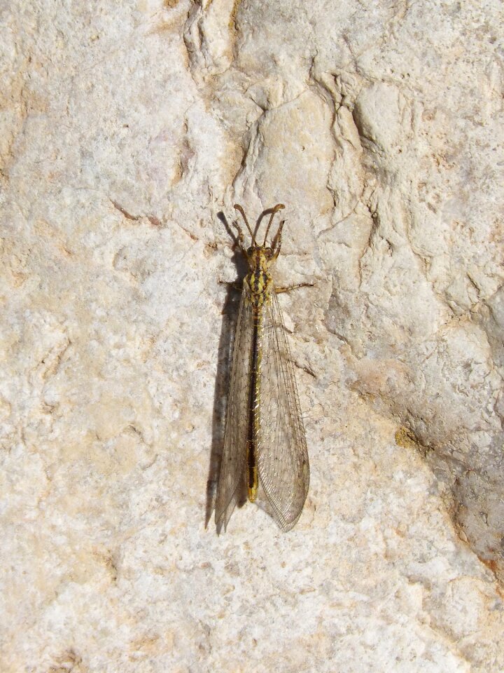 Rare insect winged insect transparent wings