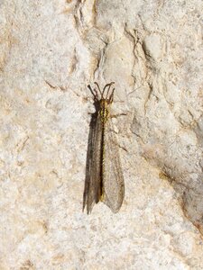 Rare insect winged insect transparent wings
