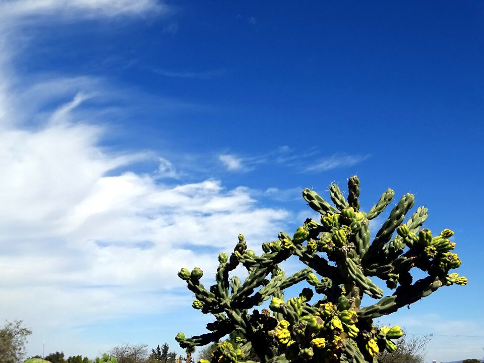 Thorny thorns plants