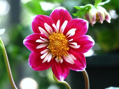 Blooming petals plant