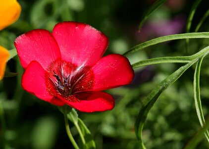 Flower nature red photo