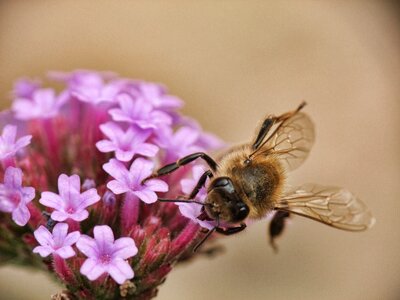 Animal beehive busy