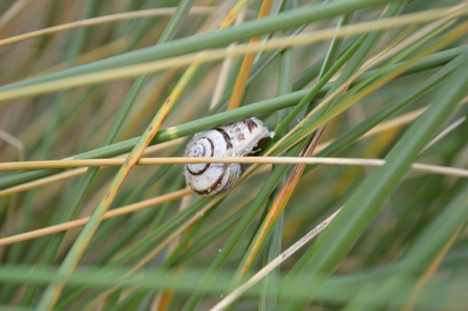 Animal close up shell