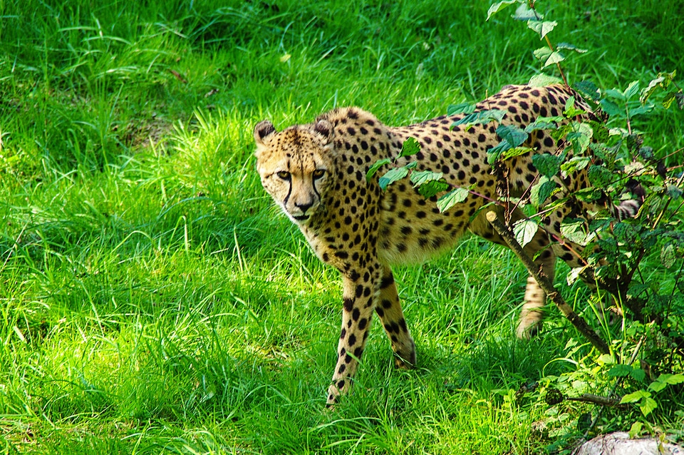 Cat tiergarten acinonyx