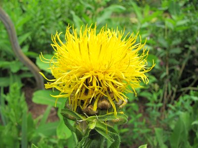 Blossom blooming plant
