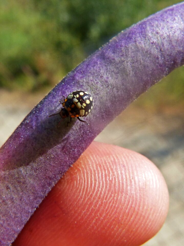 Coleoptera bean plague
