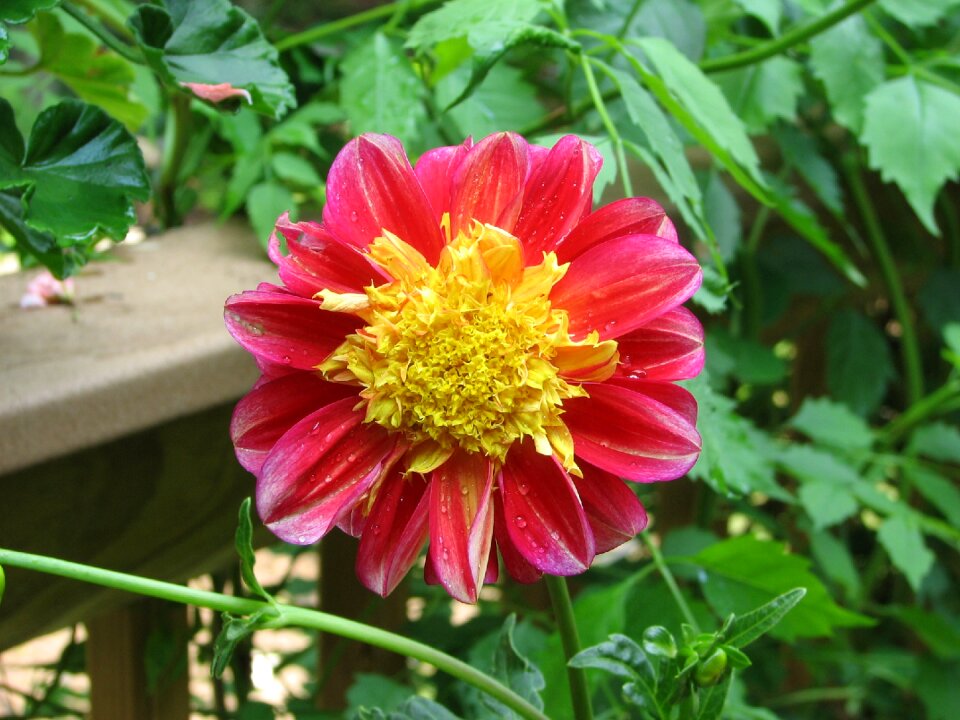Blooming petals plant
