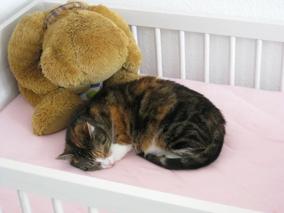 Domestic cat cute cat cat teddy