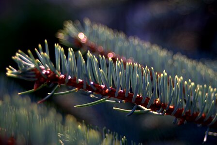 Sprig needle coniferous photo