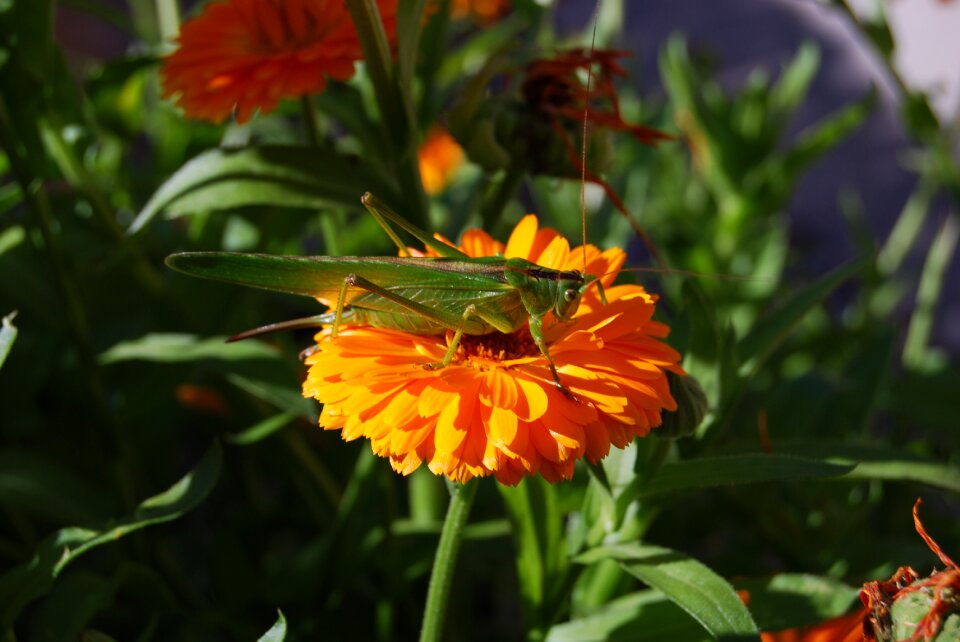 Insect nature green