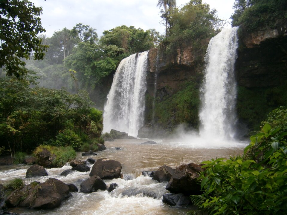 Forest rain forest iguassu