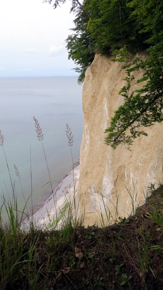 Rügen sassnitz trees