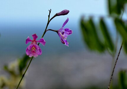 Caatinga flower small flower