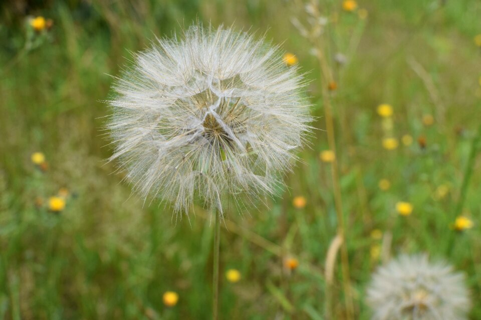Flying seeds nature plant