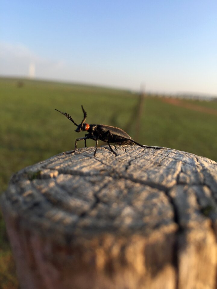 Insect prairie wood