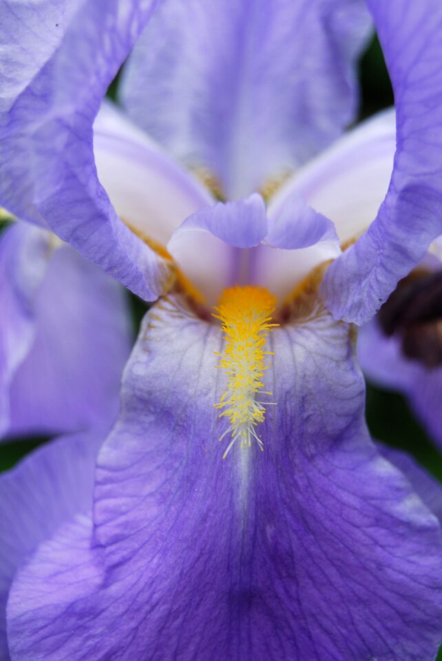 Flower purple plant photo