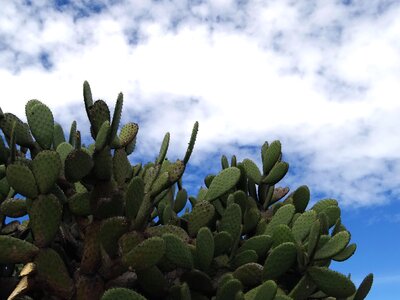 Thorns plant cactus photo