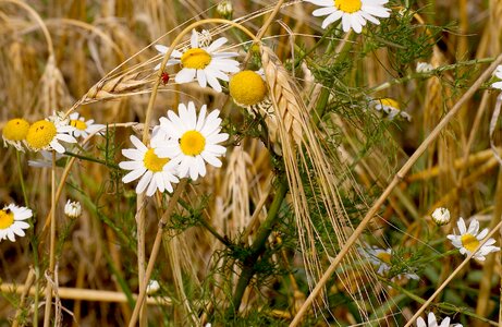 Bloom nature plant