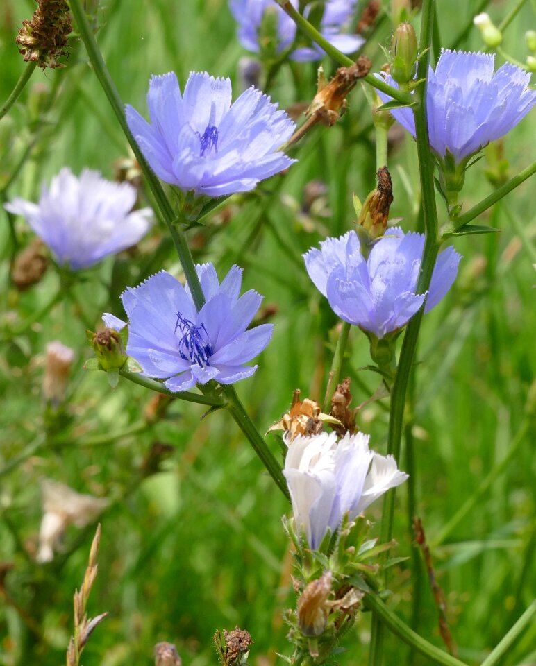 Blue flowers blue flower nature
