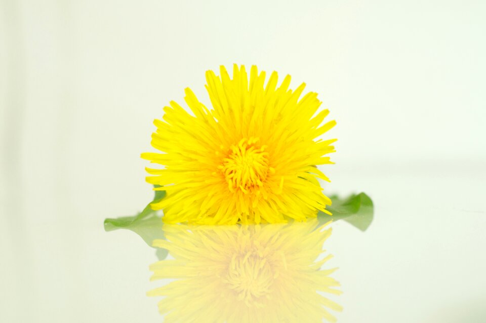 Bloom yellow yellow flower