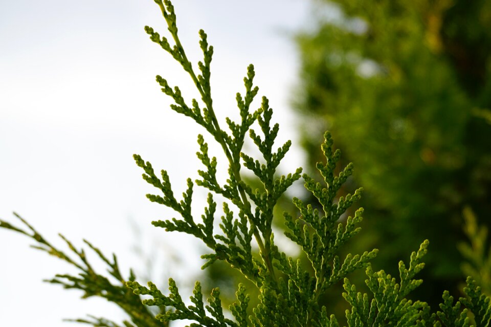 Branch close up tree