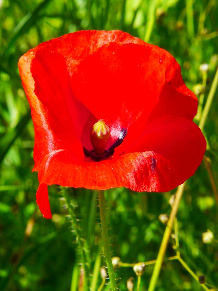 Meadow red poppy plant