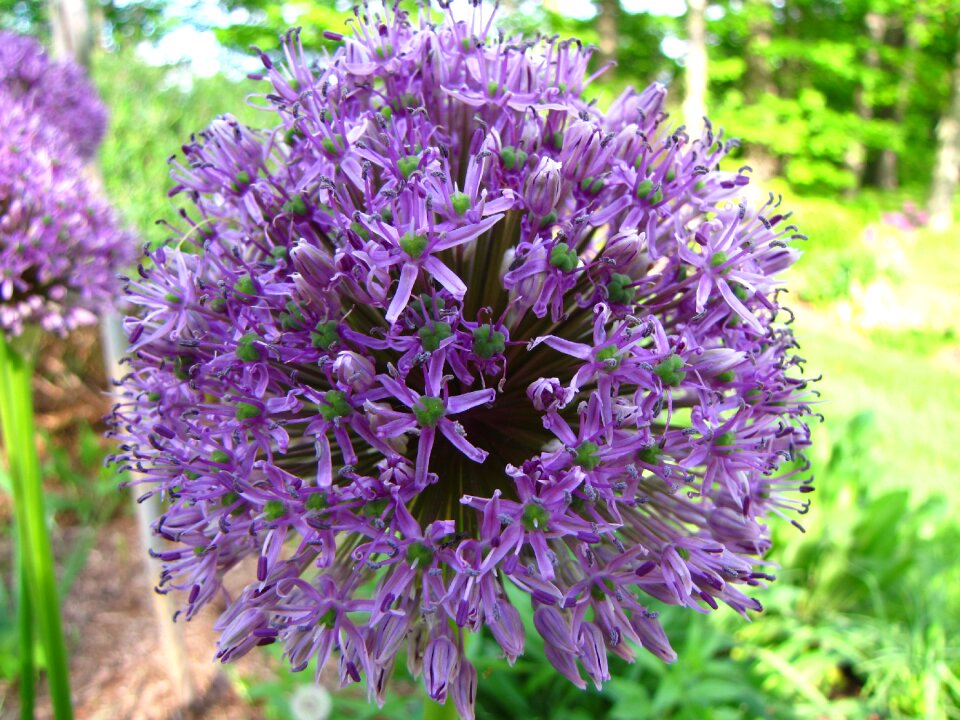 Blooming summer purple