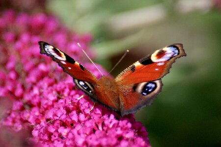 Close up summer lilac nature photo