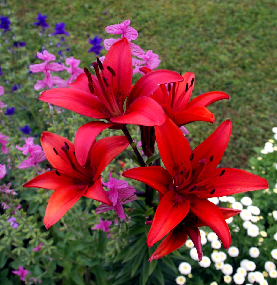 Nature meadow summer