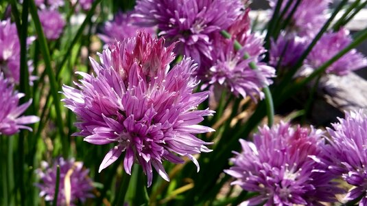 Purple pink nature