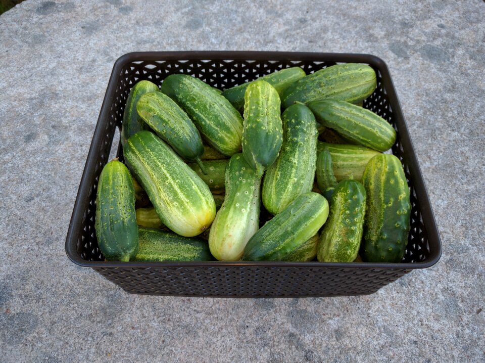 Pickles food orchard