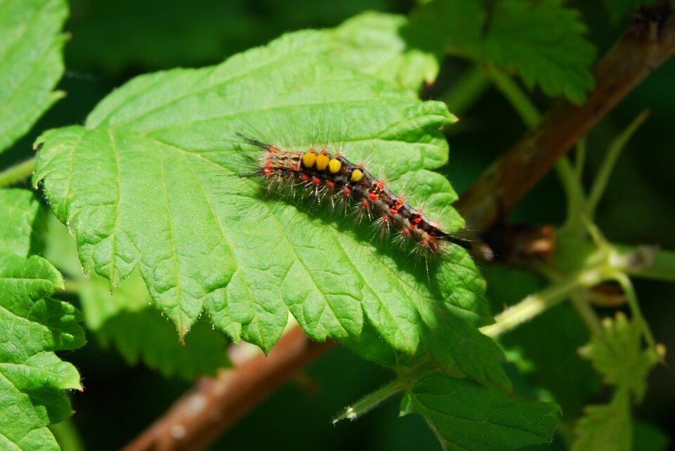 Hairy insect nature