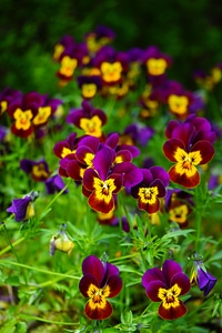 Bloom yellow violet