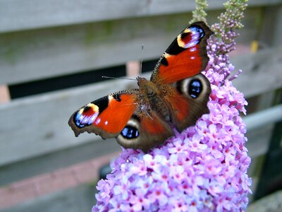 Bug animal butterfly plant
