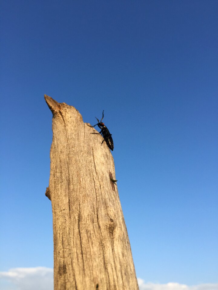 Prairie blue sky still life