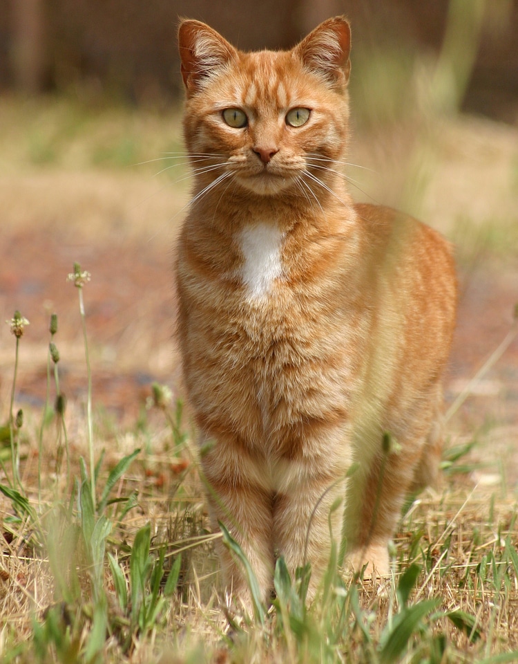 Pet brown cat brown pets photo