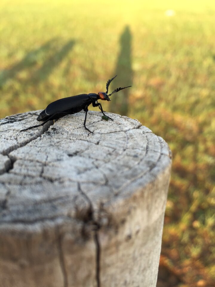 Bug prairie chenguang