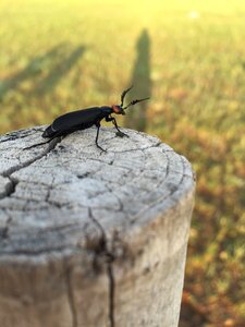 Bug prairie chenguang