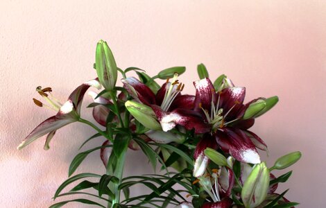 Spring dark red bloom