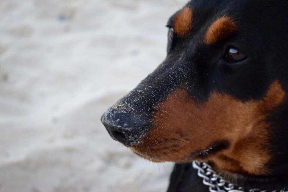 Snout relatives plan beach