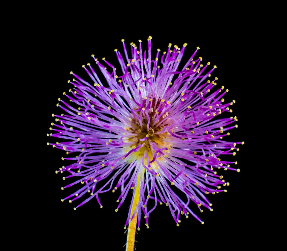 Wild flower small flower purple