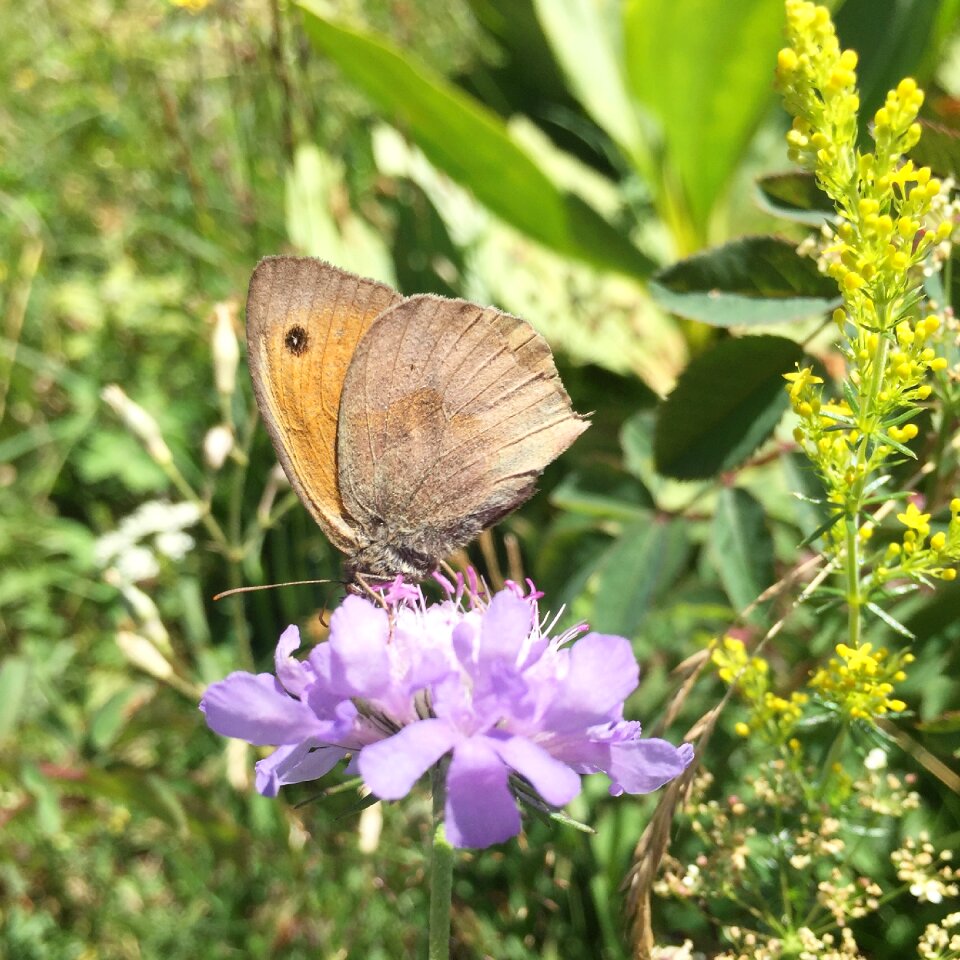 Flower insect forage
