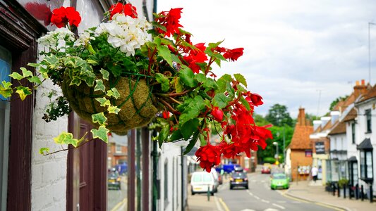 Spring summer plant