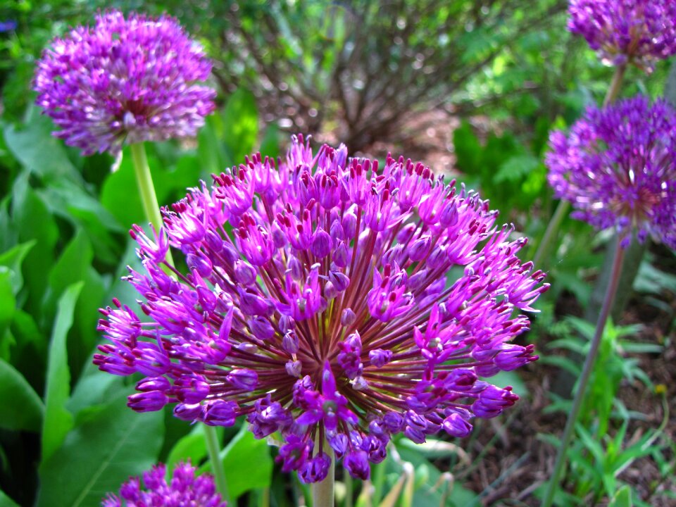 Blooming summer purple